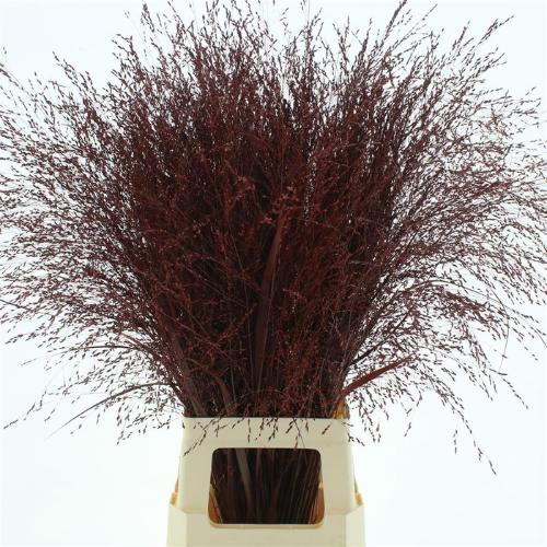 Siergras kleurbehandeld H%