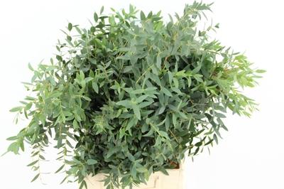 Eucalyptus parvifolia