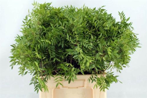 Pistacia (blad) per bos