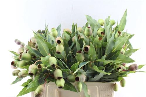 Eucalyptus overig met bes