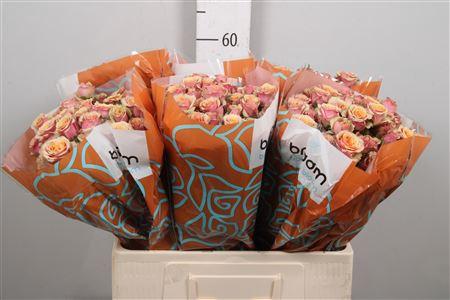 Rosa tros Antigua