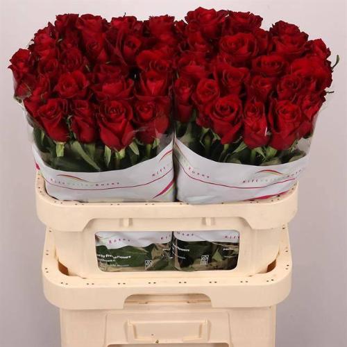 Rosa grootbloemig Ever Red