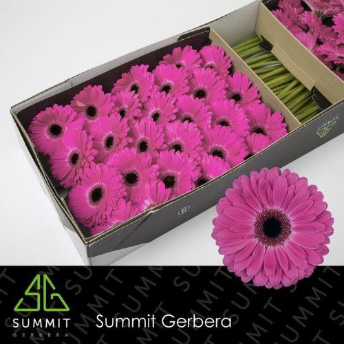 Gerbera grootbloemig Rich