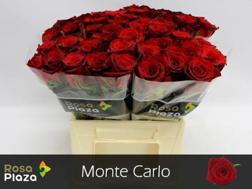 Rosa grootbloemig Monte Carlo