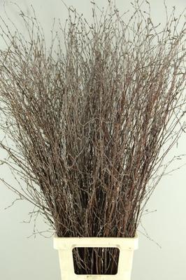 Betula per bos