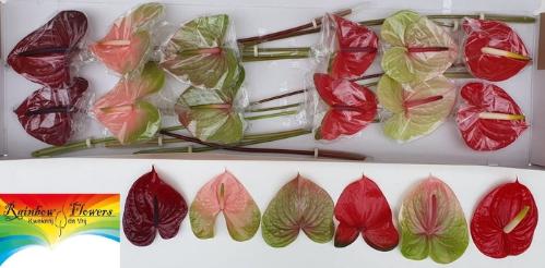 Anthurium Andreanum Grp gemengd