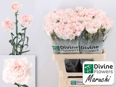 Dianthus standaard 'Maruchi'