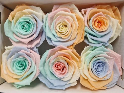 Rosa grootbloemig kleurbehandeld H%