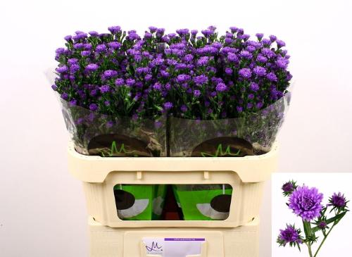 Aster Novi-belgii Grp Astee Dark Milka