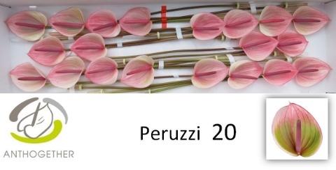 Anthurium Andreanum Grp Peruzzi