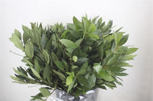 Prunus (blad) laurocerasus