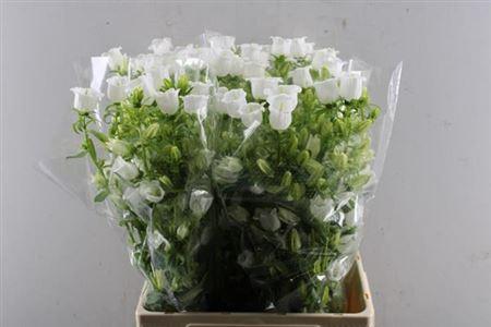 Campanula medium 'Champion White'