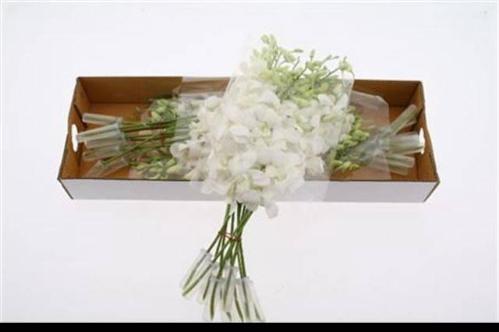 Dendrobium 'Madame Pompadour Wit'