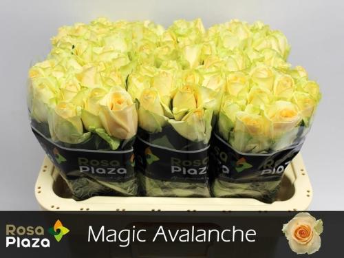Rosa grootbloemig Magic Avalanche+
