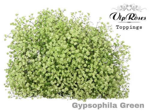 Gypsophila overig kleurbehandeld H%