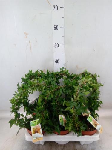 Hedera helix overig groen