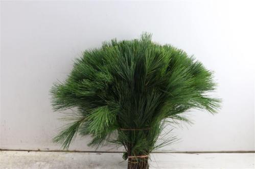 Pinus strobus