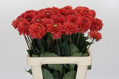 Dahlia Ball Grp 'Orange Fox'