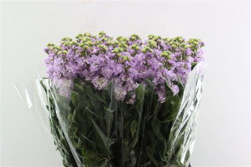 Matthiola incana overig