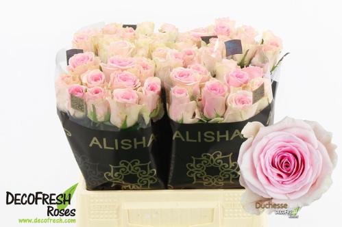 Rosa grootbloemig Duchesse