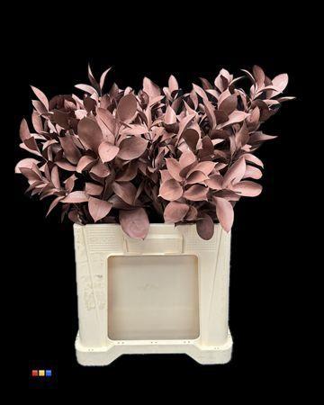 Ruscus kleurbehandeld H%