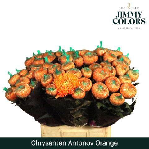 Chrysanthemum (Indicum Grp) geplozen Antonov kleurbehandeld H%
