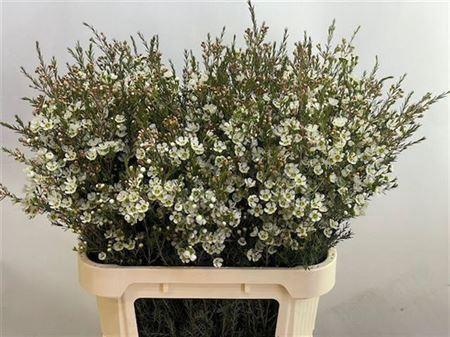 Chamelaucium megalopetalum 'Sirius'