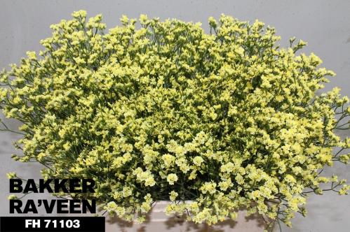 Limonium sinense Cyrus Diamond