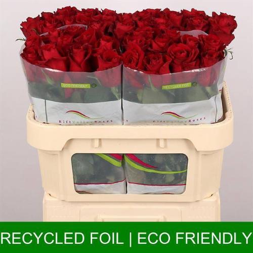 Rosa grootbloemig Ever Red