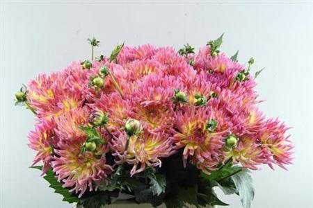 Dahlia 'Karma Sangria'