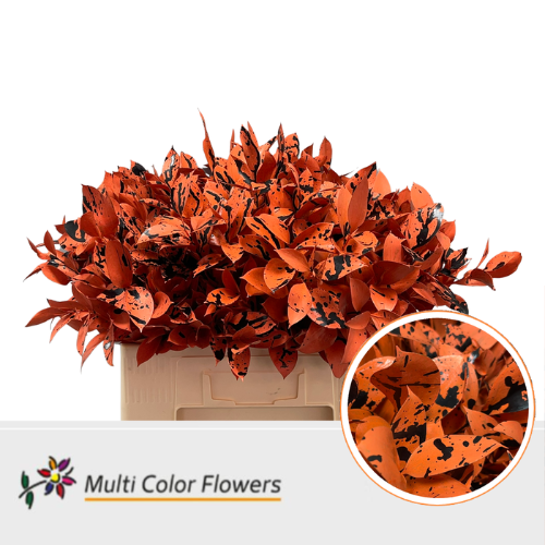 Ruscus kleurbehandeld H%