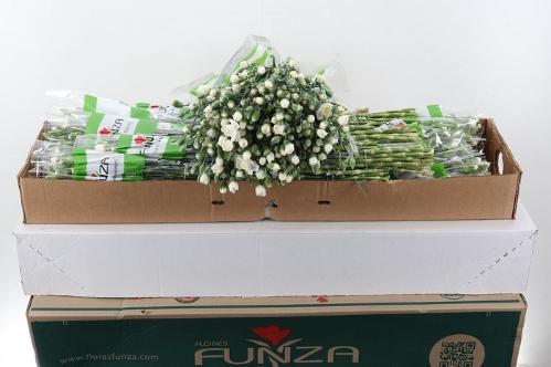 Dianthus tros 'Tarifa'