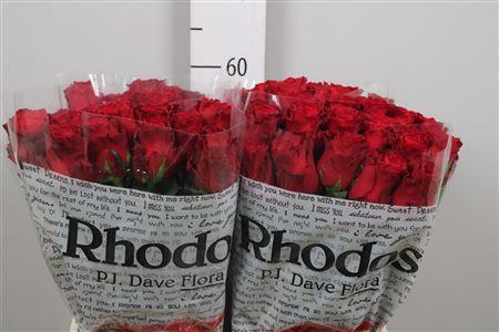 Rosa grootbloemig Rhodos