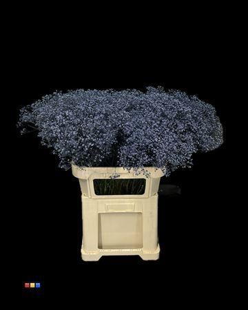 Gypsophila overig kleurbehandeld H%