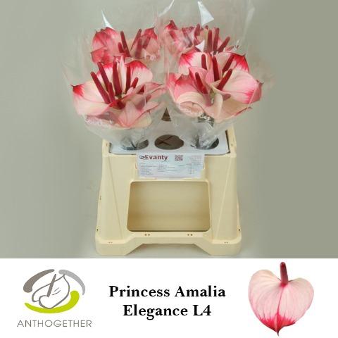 Anthurium Andreanum Grp Princess Amalia Elegance