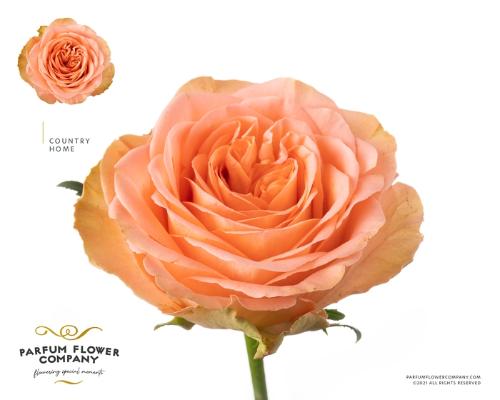 Rosa grootbloemig Country Spirit Home