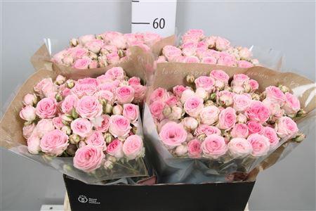 Rosa tros Kate-Lynn