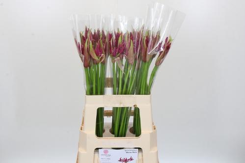 Nerine Bowdenii Grp 'Mister Nick'