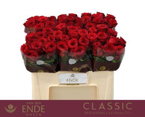 Rosa grootbloemig Red Naomi!