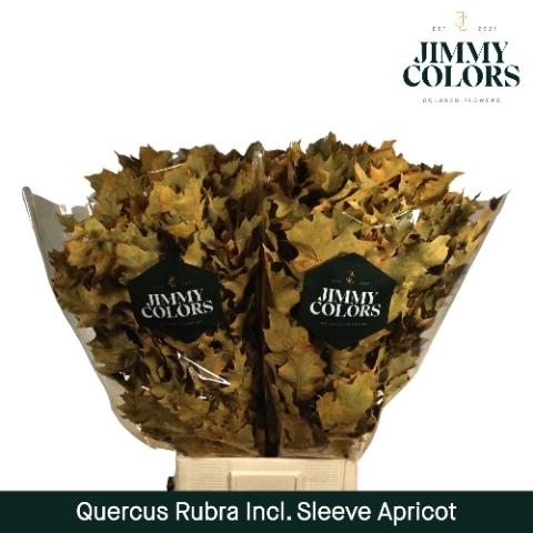 Quercus rubra kleurbehandeld H%