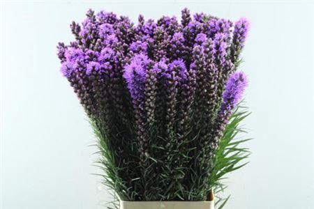Liatris spicata 'Callilepis'