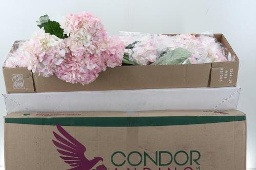 Hydrangea overig