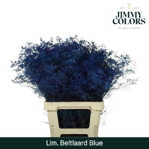 Limonium overig kleurbehandeld H%