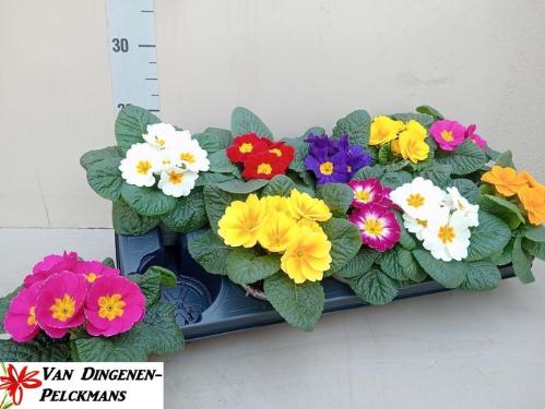 Primula Acaulis Grp gemengd