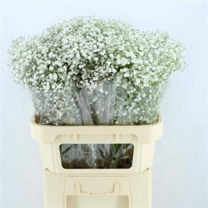 Gypsophila Gypsi Queen