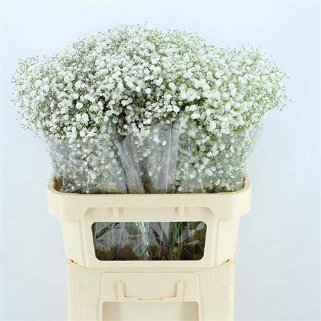 Gypsophila Gypsi Queen