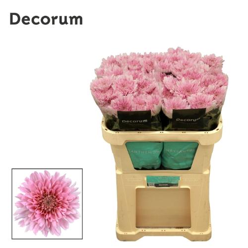 Chrysanthemum (Indicum Grp) geplozen Kalimba