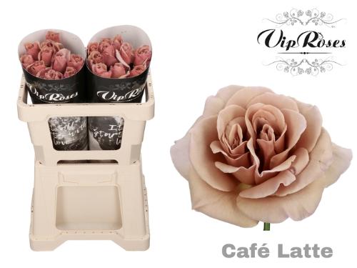 Rosa grootbloemig Café Latte