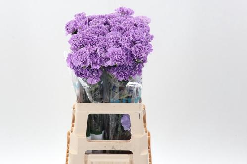 Dianthus standaard Florigene Moonaqua