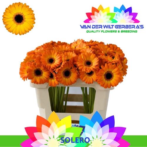 Gerbera mini Solero